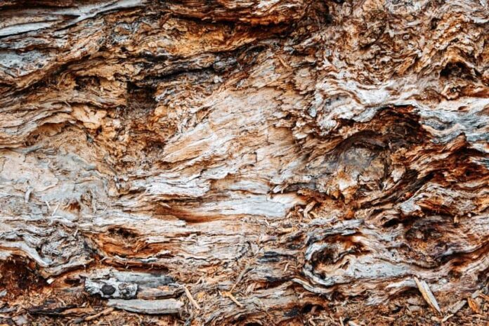 Pattern in Art • ARTMEDIA.BG